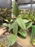 Orquídea Cattleya Schilleriana x C. Cruzeiro do Sul 169 - Adulta e Apta a Floração - Orquideomania