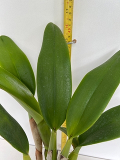 Imagem do Orquídea Rlc Suvarnabhumi Delight - algumas com Espata Floral