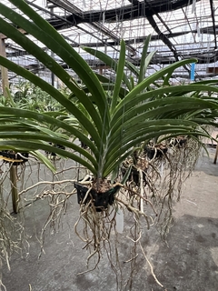 Orquídea Vanda Somsri Pink x Dr. Anek x Kasem's Delight no. 252 - Importada da Ásia, Adulta e Apta à Floração - loja online
