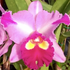 Orquídea Blc. Chunyeah 17 x Dream Paradise 242 – Adulta e Apta à Floração | Compre agora na internet