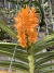 Orquídea Ascocentrum Miniatum Adulta - Importada da Ásia com Haste Floral (10.10.24)