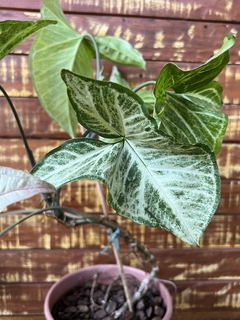 Kit de Singônios (Rosa e Verde) - Dupla de Beleza para Sua Decoração - Orquideomania