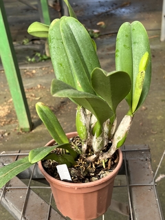 Orquídea Lc. Melody Fair "Mishima" - Adulta e Pronta para Replantio - loja online