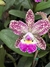 Orquídea Cattleya Schilleriana x C. Cruzeiro do Sul 169 - Adulta e Apta a Floração