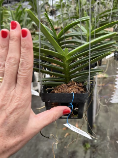 Orquídea Ascocentrum Miniatum Adulta - Importada da Ásia com Haste Floral (10.10.24) - loja online