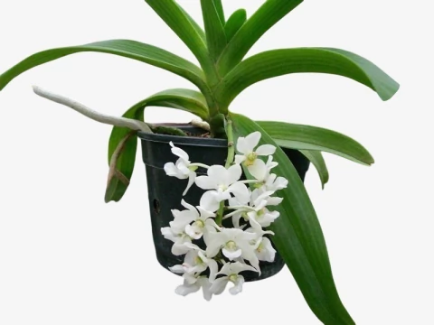 Orquídea Rhynchostylis gigantea alba – Adulta, Importada da Ásia, Flor Branca Perfumada em Cachos - comprar online