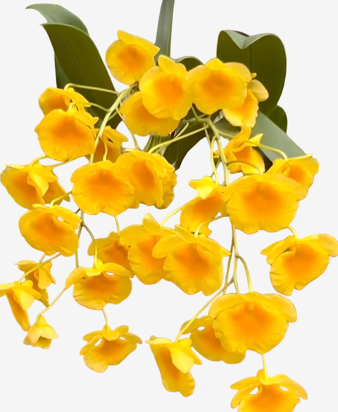 Orquídea Dendrobium Agregatum no vaso com flores amarelas vibrantes.
