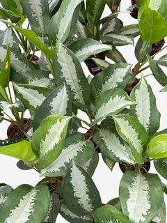 Planta Aglaonema Pataya - Planta de Porte Grande com Brotos no Torrão - comprar online