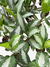 Planta Aglaonema Pataya - Planta de Porte Grande com Brotos no Torrão - comprar online