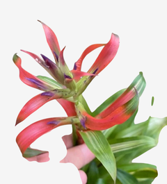 Tilandsia Leibodiana