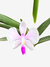 Flor de orquídea Phalaenopsis Lowii em fundo branco, com pétalas brancas e detalhes em rosa.