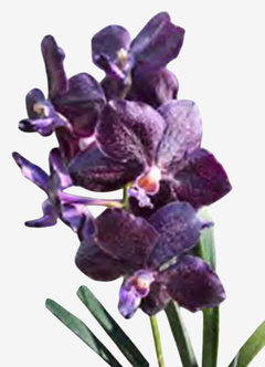 Orquídea Vanda Papilionanda Omar Padron 'Midnight Sonata' com flores roxas e folhas verdes.