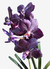 Orquídea Vanda Papilionanda Omar Padron 'Midnight Sonata' com flores roxas e folhas verdes.