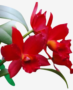 Flores de orquídea Cattleya de cor vermelha vibrante, com folhas verdes ao fundo.