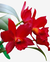 Flores de orquídea Cattleya de cor vermelha vibrante, com folhas verdes ao fundo.