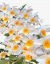 Flores brancas e amarelas da orquídea Dendrobium Thyrsiflorum x Farmeri em um arranjo exuberante.
