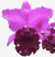 Orquídea Cattleya Blc João Paulo Fontes “Extra” com flores roxas e detalhes escuros, ideal para cultivo.