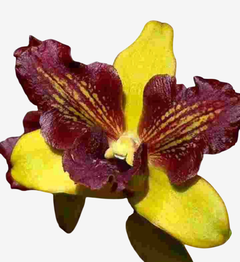 Flor da Orquídea Dendrobium Thongchai Gold com pétalas amarelas e roxas, destacando sua beleza única.
