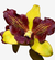 Flor da Orquídea Dendrobium Thongchai Gold com pétalas amarelas e roxas, destacando sua beleza única.
