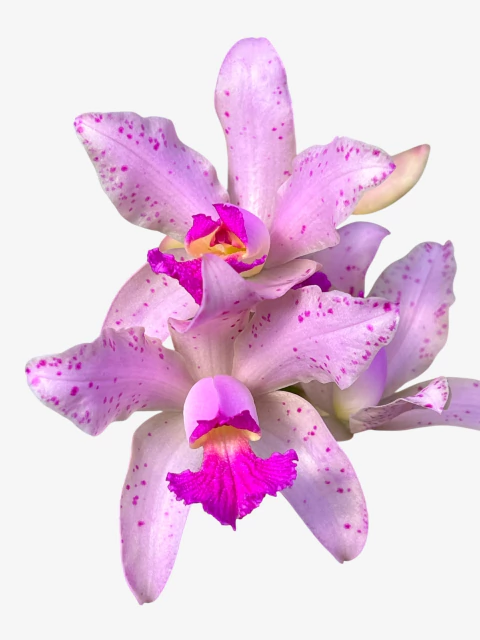 Orquídea Cattleya Amethistoglossa Adulta e apta a floração - comprar online