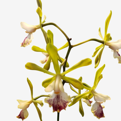 Flores da planta orquídea Encyclia Profusa, com pétalas verdes e detalhes em roxo.