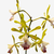 Flores da planta orquídea Encyclia Profusa, com pétalas verdes e detalhes em roxo.
