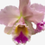 Orquídea Cattleya Blc. George King Serendipity com flores em tons de rosa e amarelo.