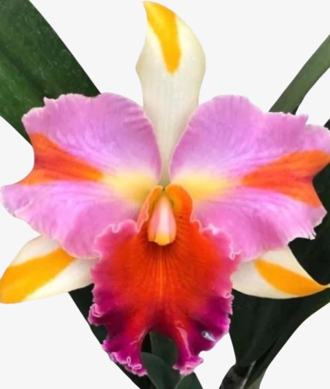 Orquídea Blc Amazing Thailand - Adulta Flor Exuberante