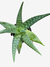 Babosa (Aloe Vera) - Planta de Porte Baixo Plantada no Vaso Número 10 - comprar online