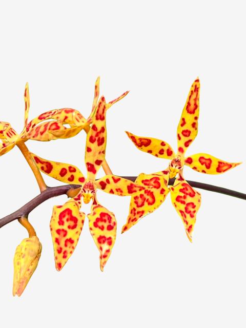 Orquídea Renanthera monachica – Com Flor em 13/10/2025, Importada da Ásia | Adulta de Alto Impacto - comprar online