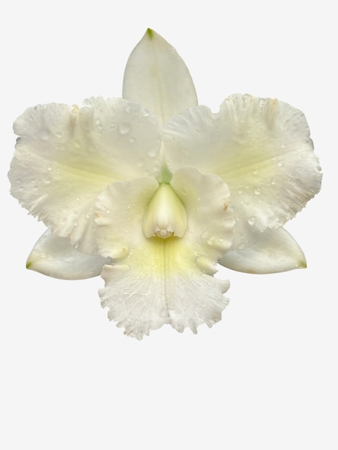 Orquídea Lc. Aloha x Blc. Canção de Maria Madame Butterfly – Floração Exuberante - comprar online