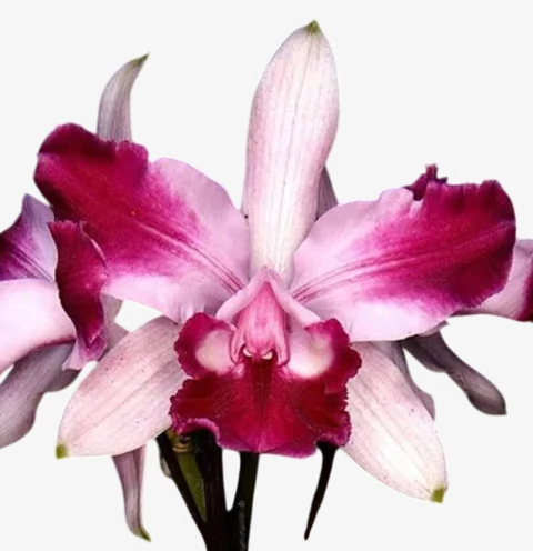 Orquídea Cattleya Intermedia vinicolor flamea × vinicolor flamea – Mudinha (Pote 7), Primeira Flor em ~2 Anos