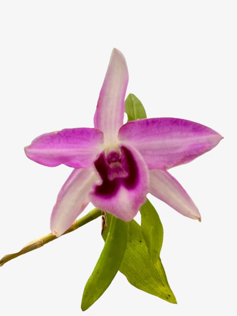 Orquídea Dendrobium Anosmum tipo (02) – Adulta, Apta à Floração, Enviada Plantada no Vaso - comprar online
