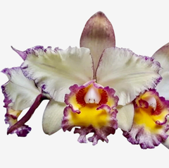 Orquídea Cattleya Blc. Toshie Aoki Carmela x Erin Kobayashi Lahaina Gold com pétalas brancas e bordas roxas, exibindo um centro amarelo vibrante.