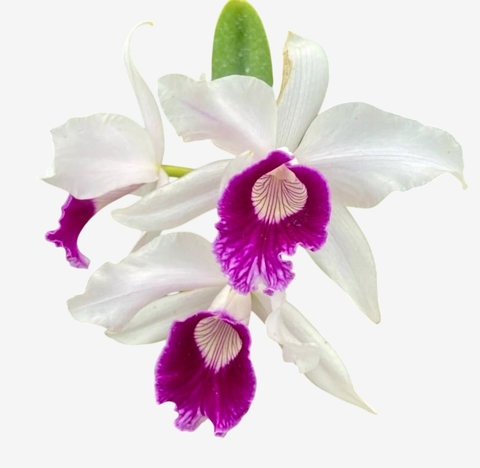 Orquídea Laelia purpurata Tipo com Espata – Adulta e Apta à Floração - comprar online