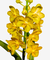 Flores amarelas da orquídea Vanda Veeraphol, com destaque para suas pétalas e estrutura.