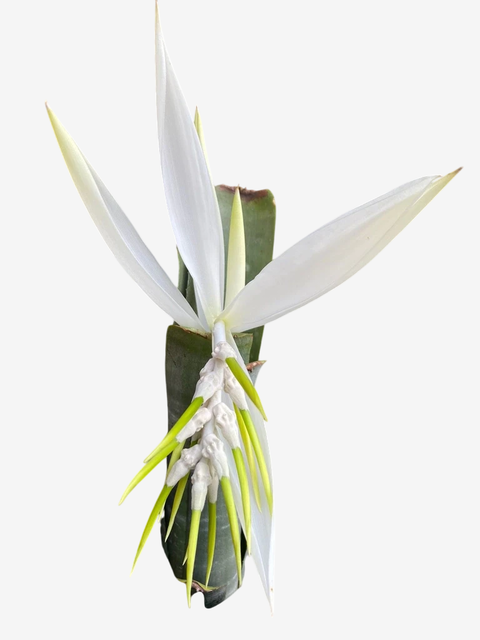 Bromélia Billbergia zebrada var alba