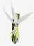 Bromélia Billbergia zebrada var alba