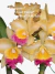 Orquídea Bc. Turandot Araraquara x Orange Show x Chunyeah Tzeng Wen – Adulta e Apta à Floração - comprar online