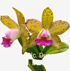 Orquídea Cattleya Blc Durigan x Blc Durigan adulta com flores amarelas e detalhes em rosa, enviada plantada no vaso.