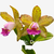 Orquídea Cattleya Blc Durigan x Blc Durigan adulta com flores amarelas e detalhes em rosa, enviada plantada no vaso.