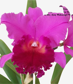 Orquídea Cattleya com pétalas rosa vibrante e centro vermelho profundo.