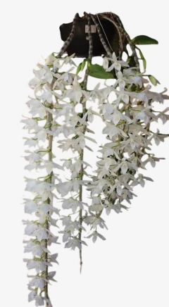 Orquídea Dendrobium Anosmum Alba - Apta à Floração, Enviada Plantada no Vaso - loja online