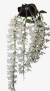 Orquídea Dendrobium Anosmum Alba - Apta à Floração, Enviada Plantada no Vaso - loja online