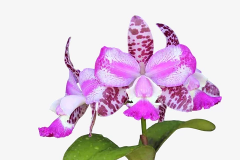 Orquidea Cattleya Penny Kuroda spots x cruzeiro do sul Ms 259 - adulta - comprar online