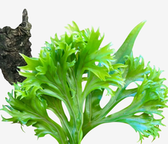 Asplênio Crissie - Beleza Verde para Sua Casa, Plantado no Vaso na internet