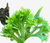 Asplênio Crissie - Beleza Verde para Sua Casa, Plantado no Vaso na internet