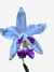 Orquídea Cattleya interglossa coeruela - loja online