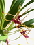 Orquídea Masdevallia Herradurae com flores vermelhas e folhas verdes, pronta para floração.