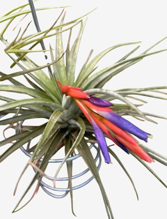 Tilandsia Spinosae